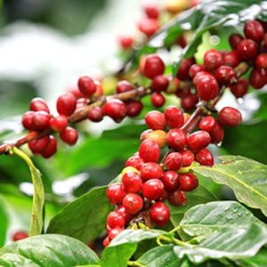 Kỹ thuật chăm sóc cây cà phê mang lại hiệu quả kinh tế cao