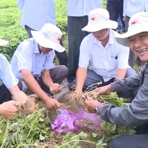Hiệu quả từ mô hình chuyển giao tiến bộ KHKT chăm sóc cây trồng cạn