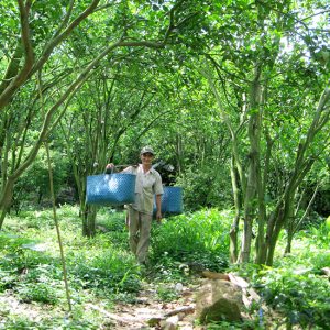 Mô hình trồng xen canh trên đất vườn đồi