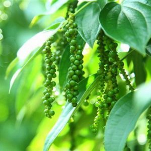 Quy trình kỹ thuật trồng và Chăm sóc cây tiêu theo hướng bền vững