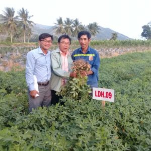 Kết Quả Khảo Nghiệm Một Số Giống Lạc Tại Tỉnh Khánh Hòa