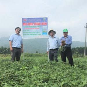 Kết quả xây dựng mô hình trình diễn phân bón NPK Mặt Trời Mới chuyên dùng cho cây lạc vụ Đông Xuân 2020 – 2021 tại Thị xã Đông Hòa – Phú Yên