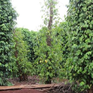 Kết quả sử dụng phân bón NPK Mặt Trời Mới chuyên dùng cho cây sắn năm 2021 tại Quảng Ngãi