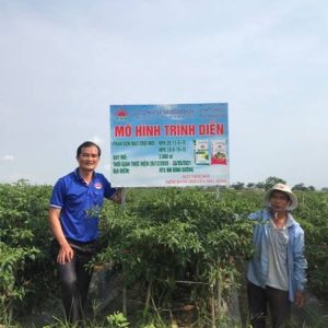 Kết quả xây dựng mô hình trình diễn phân bón NPK Mặt Trời Mới chuyên dùng cho cây ớt vụ Đông Xuân 2020 – 2021 tại Huyện Bình Sơn – Quảng Ngãi