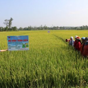 Kết quả XDMH trình diễn và cánh đồng lớn sử dụng phân bón NPK Mặt Trời Mới chuyên dùng vụ Đông Xuân 2020 – 2021 tại Vùng Duyên Hải Nam Trung Bộ