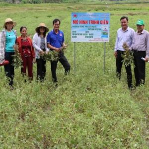 Kết quả xây dựng mô hình trình diễn phân bón NPK Mặt Trời Mới chuyên dùng cho cây lạc vụ Đông Xuân 2020 – 2021 tại Xã Tịnh Thọ – Huyện Sơn Tịnh – Quảng Ngãi