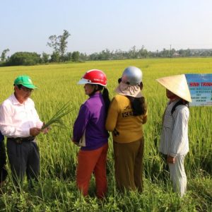 Kết quả sử dụng phân bón NPK Mặt Trời Mới chuyên dùng cho cây lúa vụ Đông Xuân 2020 – 2021 tại Vùng Duyên Hải Nam Trung Bộ