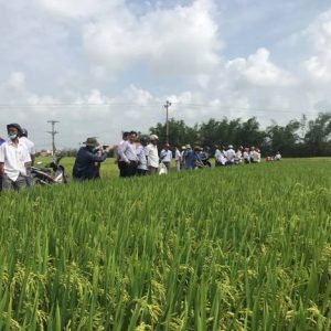 Kết quả xây dựng mô hình trình diễn phân bón NPK Mặt Trời Mới chuyên dùng cho cây lúa vụ Đông Xuân 2020 – 2021 tại Huyện Phú Hòa – Phú Yên