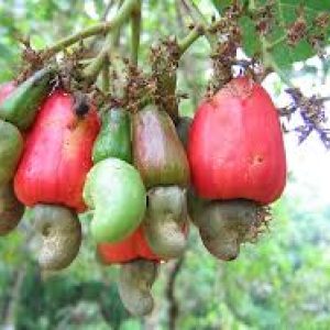 Quy trình bón phân, phòng trừ sâu bệnh hại trên cây Điều