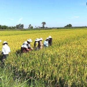 Trình diễn phân bón Mặt Trời Mới chuyên dùng cho cây lúa