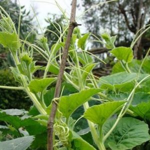 Kỹ thuật trồng bí ngô theo hướng khai thác ngọn