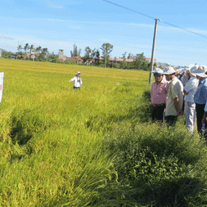 Sử dụng phân bón kháng sâu bệnh, năng suất lúa đạt cao