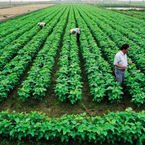 Tây Ninh: Chưa có thuốc đặc trị bệnh khảm lá cây sắn