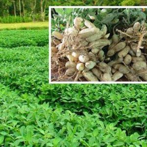 KẾT QUẢ KHẢO NGHIỆM PHÂN BÓN NPK CHUYÊN DÙNG CHO CÂY LẠC TẠI VÙNG DUYÊN HẢI NAM TRUNG BỘ