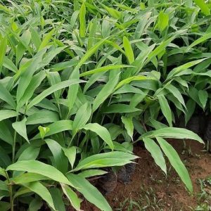 KẾT QUẢ NGHIÊN CỨU TUYỂN CHỌN NGUỒN GENE SA NHÂN TÍM CHO NĂNG SUẤT CAO, CHẤT LƯỢNG TỐT TẠI HUYỆN KBANG, TỈNH GIA LAI
