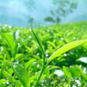 MỘT SỐ GIẢI PHÁP BẢO TỒN VÀ PHÁT TRIỂN BỀN VỮNG NGUỒN GEN NÔNG NGHIỆP ĐẶC HỮU, CÓ GIÁ TRỊ TẠI TỈNH PHÚ YÊN
