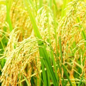 KẾT QUẢ SỬ DỤNG PHÂN BÓN NPK MẶT TRỜI MỚI CHUYÊN DÙNG CHO CÂY LÚA TẠI BÌNH ĐỊNH VÀ VÙNG DUYÊN HẢI NAM TRUNG BỘ