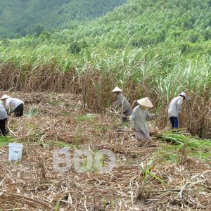 Bình Định: Nhà máy đường An Khê thu mua hết mía nguyên liệu tại Bình Định