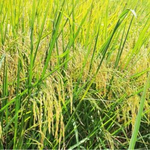 Cách nào để giảm 50% lượng phân bón trên lúa?