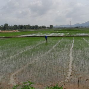 Phân bón Mặt Trời Mới giúp cây lúa khoẻ trong điều kiện thời tiết bất lợi