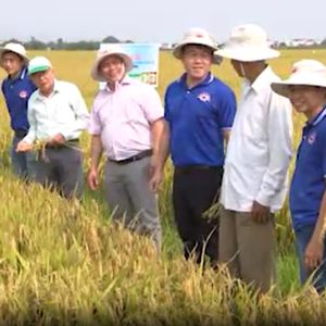 Hiệu quả sử dụng phân bón NPK thế hệ mới công nghệ Eco-Nanomix trên cây lúa trong vụ Đông Xuân 2022-2023 tại xã Phước Hưng – Tuy Phước – Bình Định