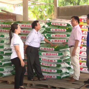 Phân bón Mặt Trời Mới làm lợi cho nhà nông