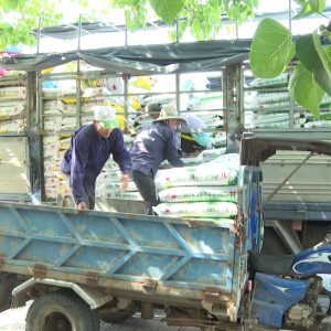 Phân bón Mặt Trời Mới cung ứng vụ hè thu 2023 tại Quảng Nam