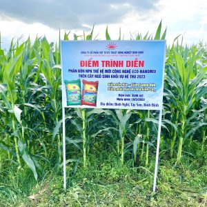 Mô hình trồng ngô sinh khối sử dụng phân bón Mặt Trời Mới công nghệ Eco-Nanomix tại Bình Nghi, Tây Sơn, Bình Định