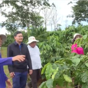 Giải pháp hạn chế rụng trái trên cây cà phê