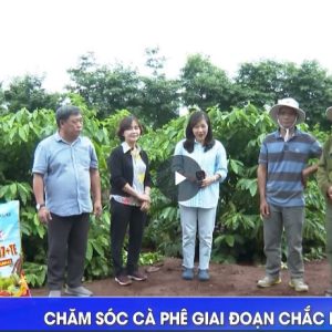 ✔✔✔ Chăm sóc cà phê giai đoạn chắc hạt