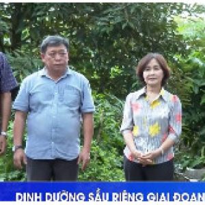 Dinh dưỡng cho sầu riêng giai đoạn lớn trái