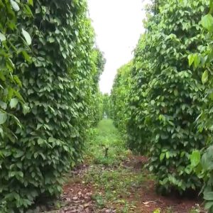 ♻♻♻  Mặt Trời Mới cùng nhà nông làm giàu – Kỹ thuật chăm sóc cây hồ tiêu