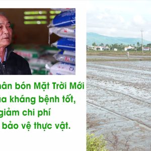 ♻♻♻ Sử dụng phân bón Mặt Trời Mới giúp cây lúa kháng bệnh tốt, cứng cây, giảm chi phí mua thuốc bảo vệ thực vật