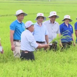 ♻♻♻ Thêm một giải pháp canh tác lúa hiệu quả cao – Sử dụng phân bón Mặt Trời Mới công nghệ Eco-Nanomix