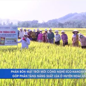 ♻♻♻ Phân bón Mặt Trời Mới công nghệ ECO-NANOMIX góp phần tăng trưởng năng suất lúa ở huyện Hoài Ân