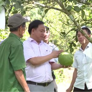 Liên kết ‘4 nhà’ để phát triển sản xuất cây ăn quả ở địa bàn trung du miền núi