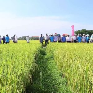 ♻ Nông dân liên kết sản xuất lúa theo chuỗi giá trị