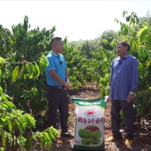 ♻ Mặt Trời Mới cùng nhà nông làm giàu – Kỹ thuật chăm sóc cây cà phê đầu mùa mưa