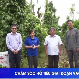 Mặt Trời Mới cùng nhà nông làm giàu  ✔Kỹ thuật chăm sóc hồ tiêu giai đoạn vào chắc