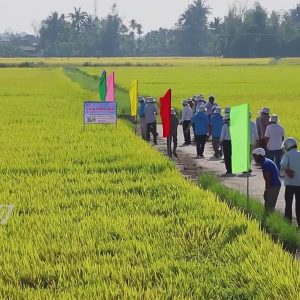 Phân bón Mặt Trời Mới giúp giảm lượng bón, giảm phát thải khí nhà kính