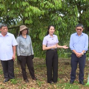 ✔✔  Mặt Trời Mới cùng nhà nông làm giàu  ✔✔ Kỹ thuật chăm sóc cây sầu riêng giai đoạn sau thu hoạch