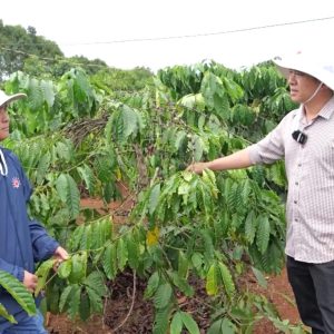 ✔  Phân bón “Mùa khô vi lượng” Mặt Trời Mới giúp vườn cà phê xanh lá, cành vươn mạnh