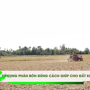 ✔ Sử dụng phân bón đúng cách giúp cho đất khoẻ