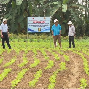 PHÂN BÓN MẶT TRỜI MỚI CUNG ỨNG DÒNG SẢN PHẨM CHUYÊN DÙNG CHO CÂY ĐẬU PHỤNG