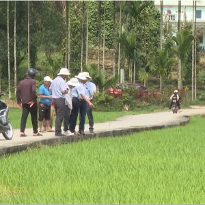 Phân bón Mặt Trời Mới đến với nông dân vùng cao Quảng Nam