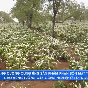TĂNG CƯỜNG CUNG ỨNG SẢN PHẨM PHÂN BÓN MẶT TRỜI MỚI CHO VÙNG TRỒNG CÂY CÔNG NGHIỆP Ở TÂY NGUYÊN