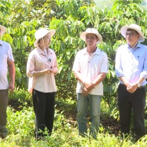 Kỹ thuật chăm sóc cà phê giai đoạn mùa khô