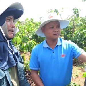 Kỹ thuật chăm sóc cà phê đầu mùa mưa
