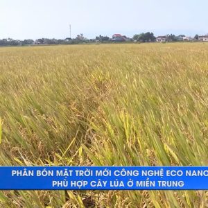 ♻ Phân bón Mặt Trời Mới công nghệ Eco-nanomix phù hợp cây lúa ở miền Trung