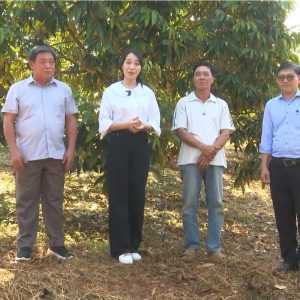 💥 Bón phân cho sầu riêng giai đoạn nuôi trái để đạt năng suất